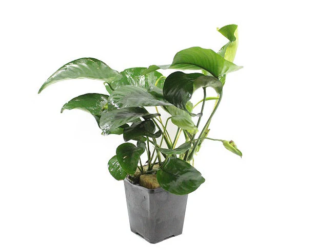 Anubias moederplant selectie